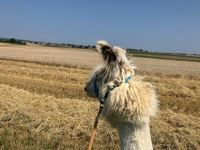 0161b389-d76e-4821-95ba-03a9c07bea2d