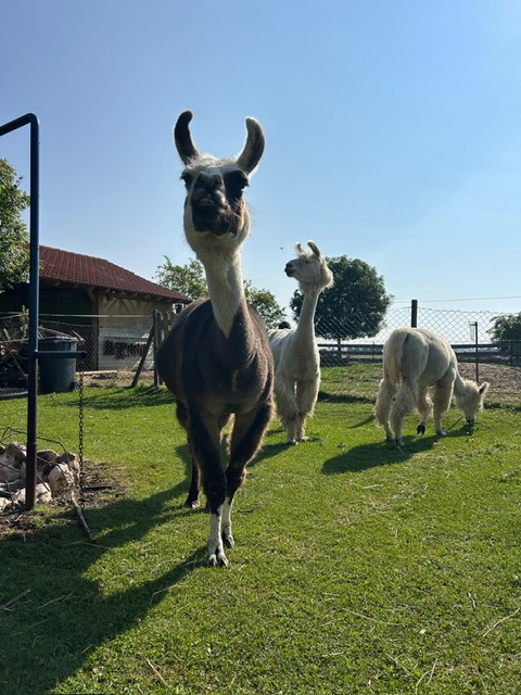 07006976-269a-4355-bb05-03e8502cf005