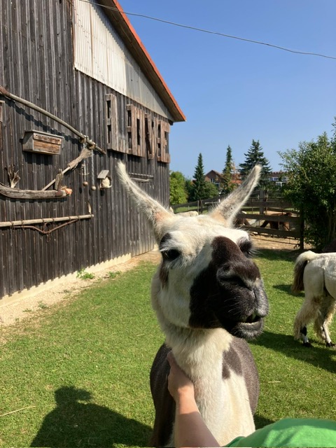 0e3385d7-574b-42bc-8e2c-dd44040dbb93