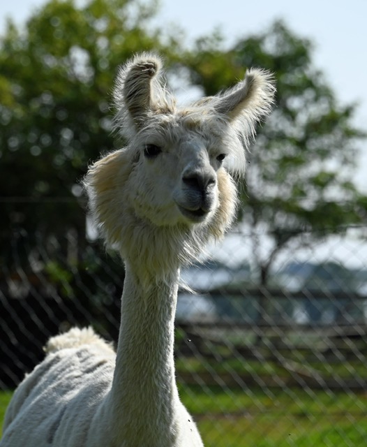 2d930124-043f-4d13-909d-29121b606bf2