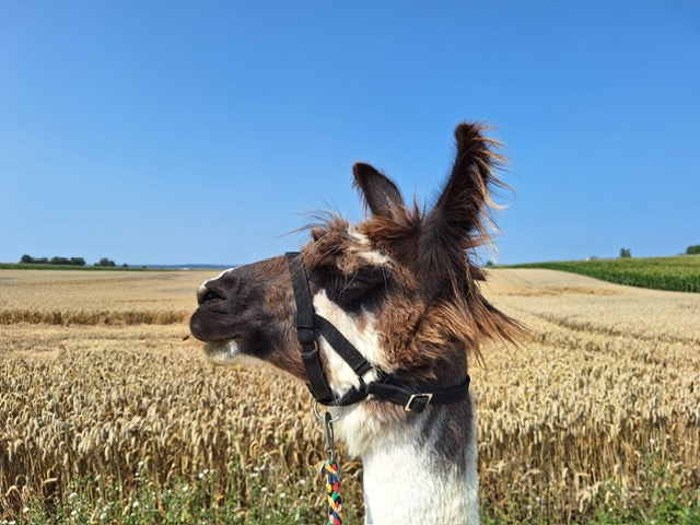 2e1fc232-7658-4290-9eb9-0c6406892c3c