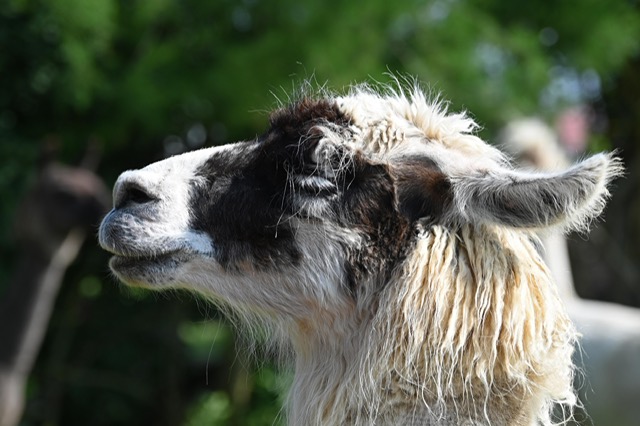 af852ad3-a75d-444c-a7bb-961c569fe1e1