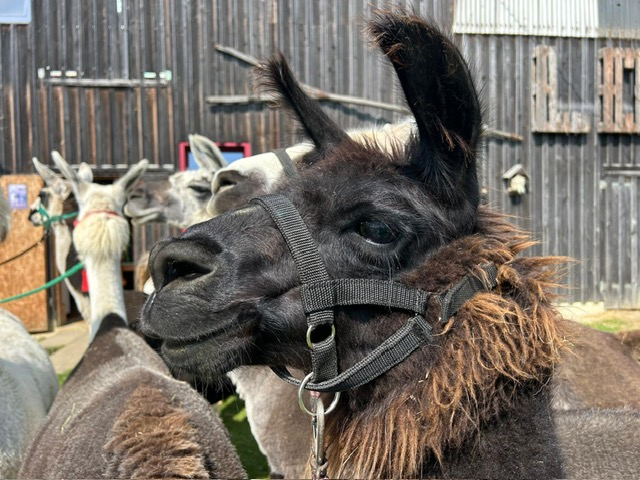 f2302364-a947-4745-9205-9fb85c4eafc3