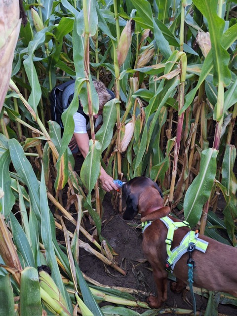 8a670d36-99a5-4961-bc0e-cda8d8461333