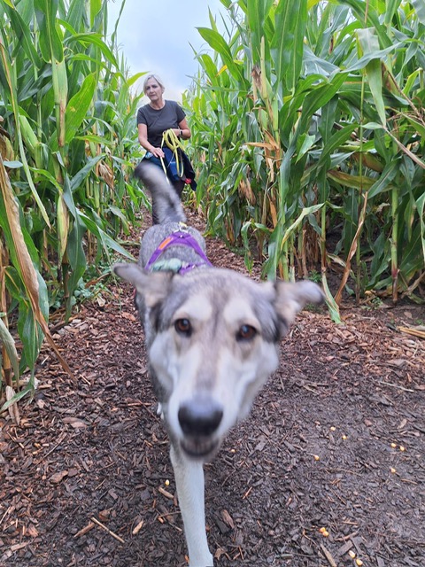 9b276b8c-2df2-493d-b1c6-94546ef9cab1