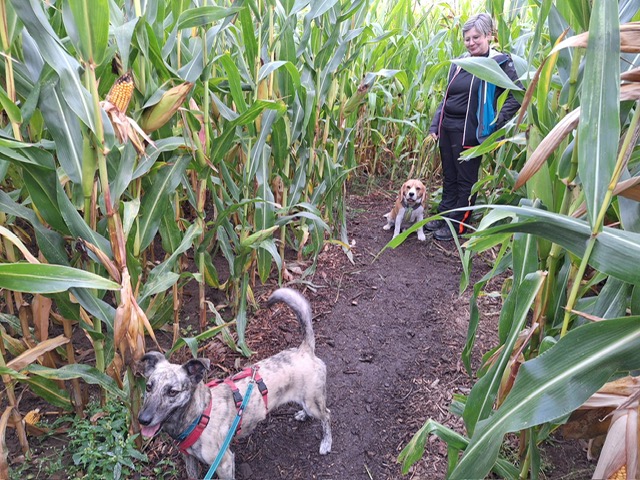 bcf111de-887c-40b7-85f4-08ee36a4be7c