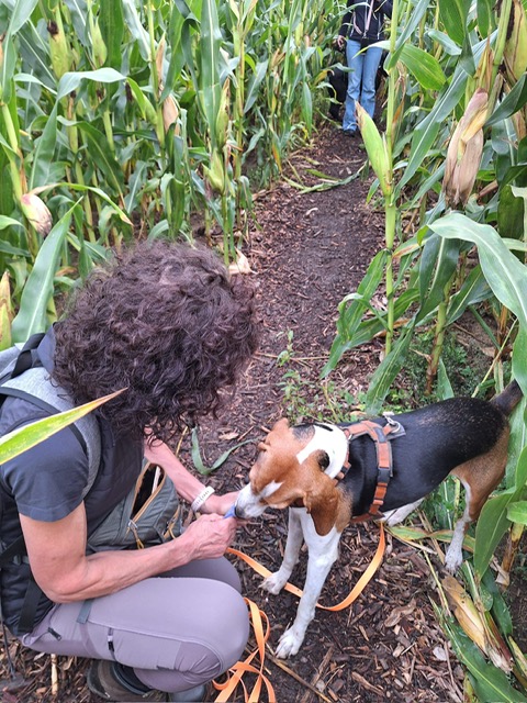 fa2718a2-38d1-42a6-834d-48167e00945b